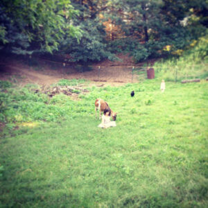 The Joys of Raising Dairy Goats Image